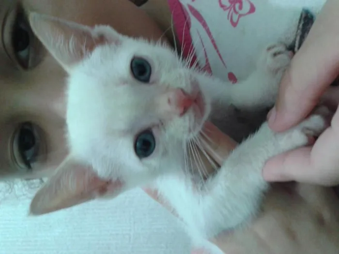 Gato ra a SRD idade  nome Floquinho