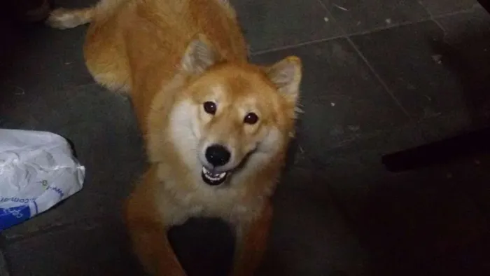 Cachorro ra a Akita com chow chow idade 6 ou mais anos nome Kyara Cristina