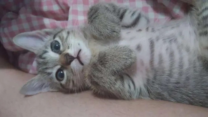 Gato ra a vira lata idade 2 a 6 meses nome Gatinhos