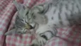 Gatinhos