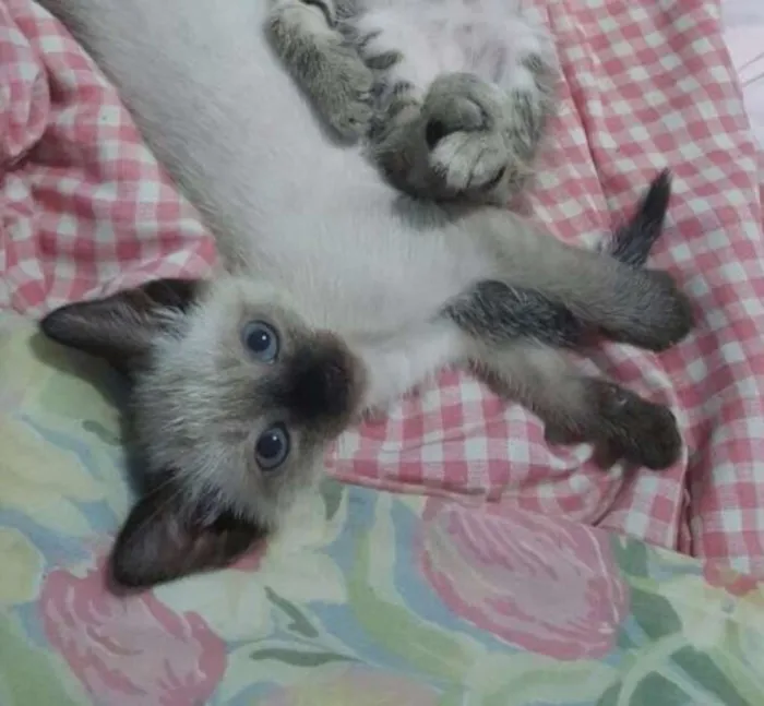 Gato ra a Vira lata idade 2 a 6 meses nome Sem nome