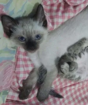 Gato raça Vira lata idade 2 a 6 meses nome Sem nome