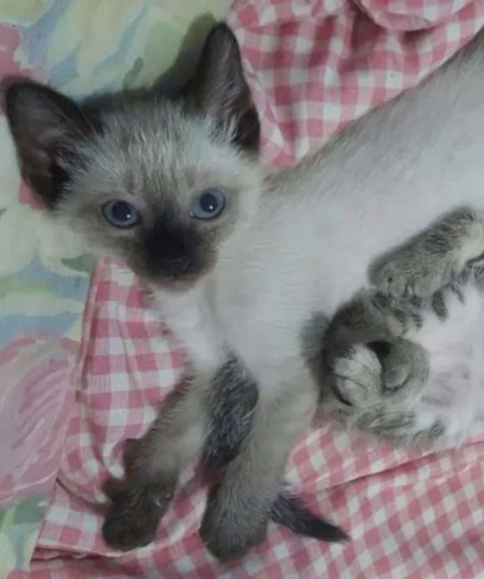 Gato ra a Vira lata idade 2 a 6 meses nome Sem nome
