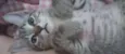 Gatinhos