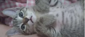 Gato raça vira lata idade 2 a 6 meses nome Gatinhos