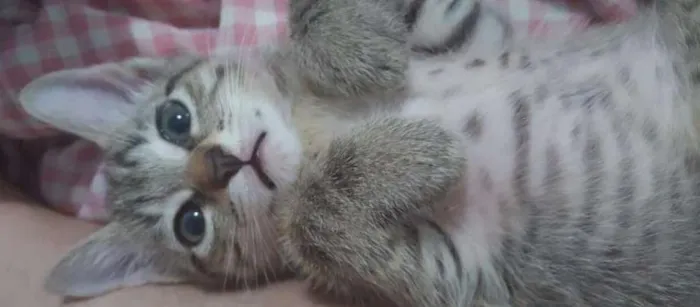 Gato ra a vira lata idade 2 a 6 meses nome Gatinhos