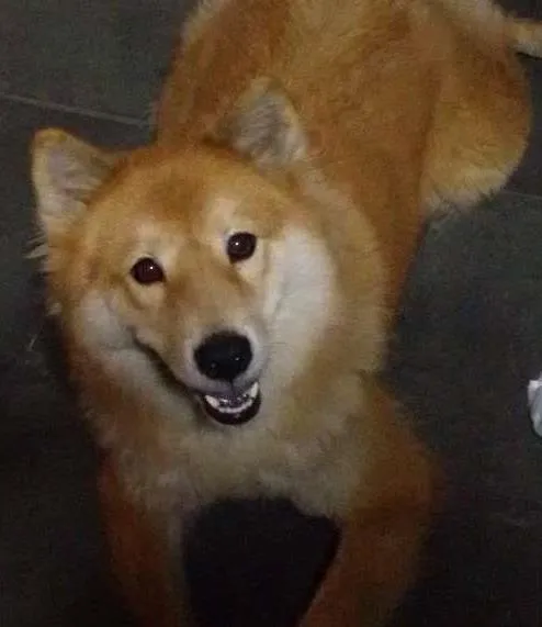 Cachorro ra a Akita com chow chow idade 6 ou mais anos nome Kyara Cristina