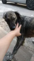 Perola