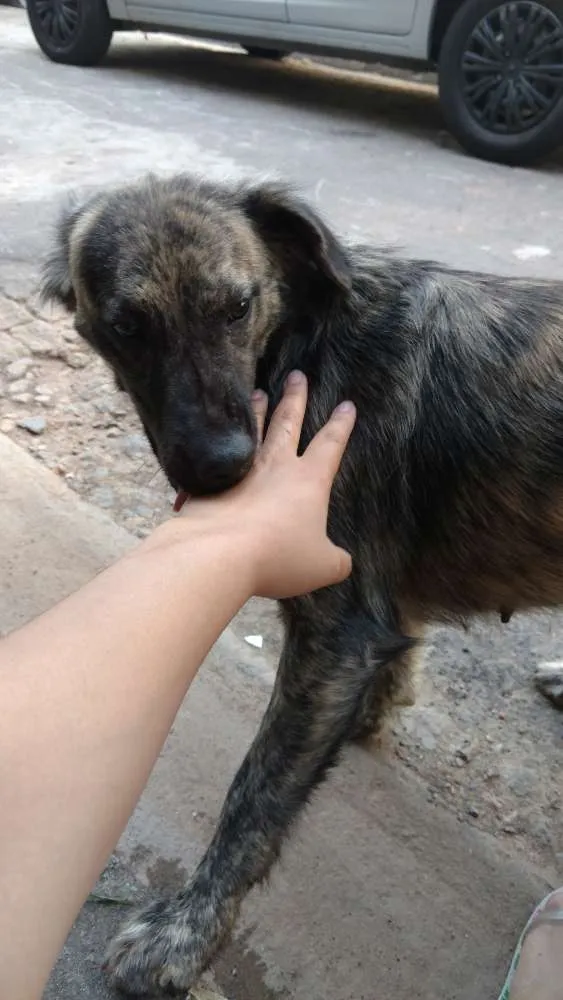Cachorro ra a Sem raça  idade 1 ano nome Perola