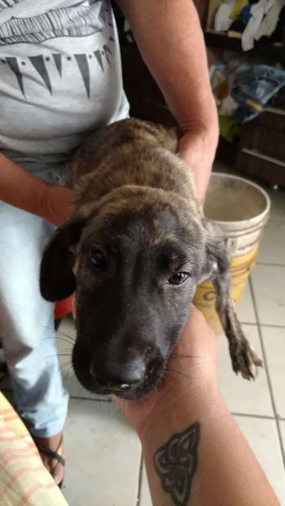Cachorro ra a Sem raça idade 2 a 6 meses nome Ted