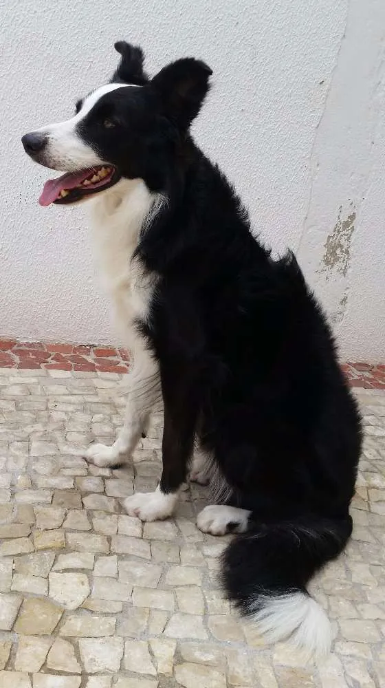 Cachorro ra a Border Collie idade 4 anos nome Paco