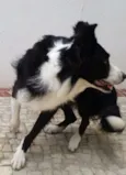 Paco