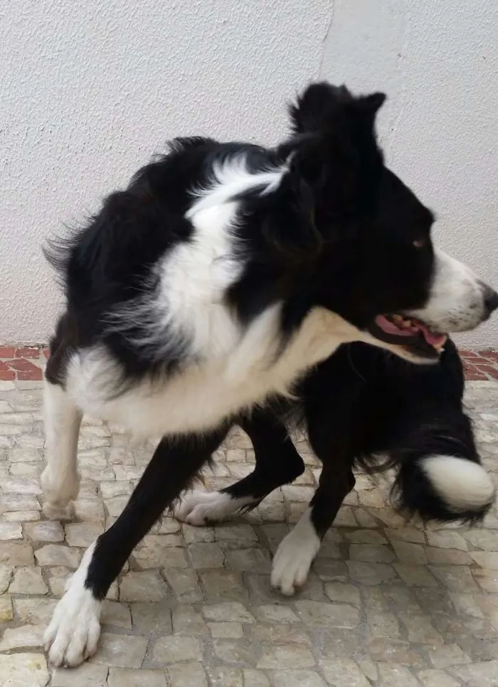 Cachorro ra a Border Collie idade 4 anos nome Paco