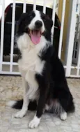 Paco