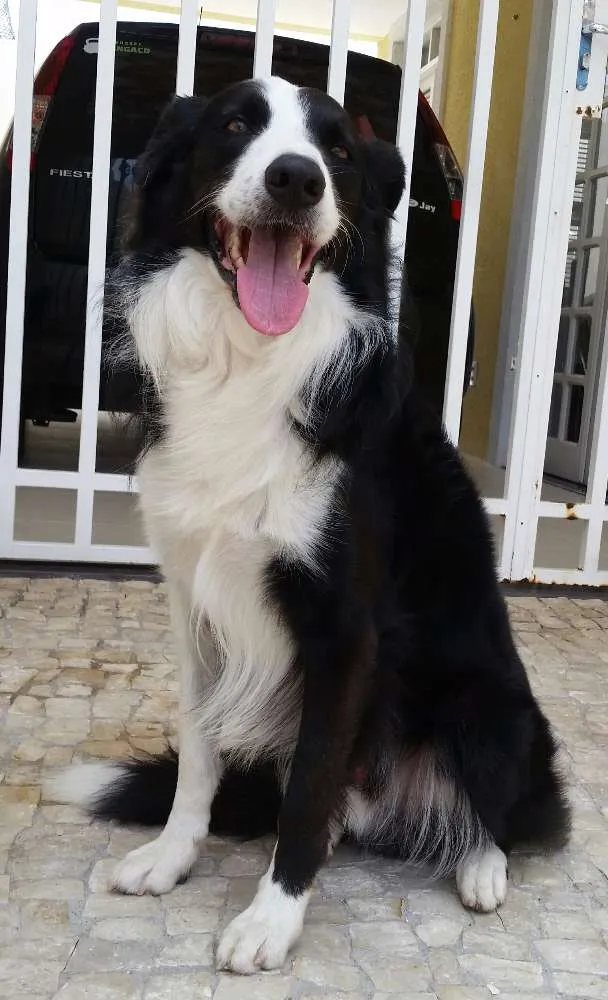 Cachorro ra a Border Collie idade 4 anos nome Paco