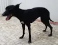 Pituca