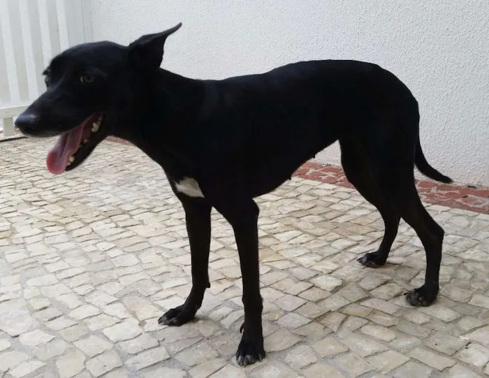 Cachorro ra a SRD idade 1 ano nome Pituca