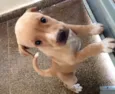 Chloe