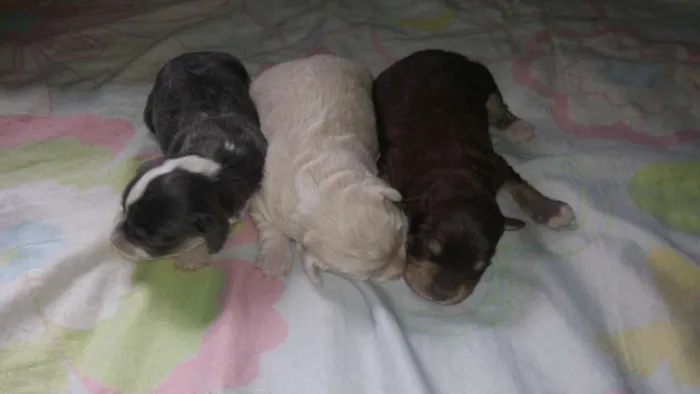 Cachorro ra a  idade Abaixo de 2 meses nome Filhotes