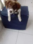 Beethoven