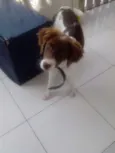 Beethoven