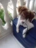 Beethoven