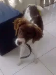 Beethoven