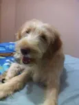 Johnnie