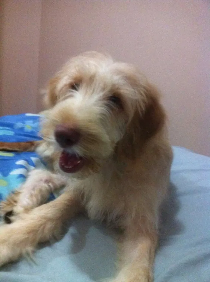 Cachorro ra a Golden com labrador idade 2 a 6 meses nome Johnnie