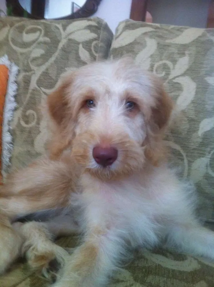 Cachorro ra a Golden com labrador idade 2 a 6 meses nome Johnnie