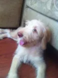 Johnnie