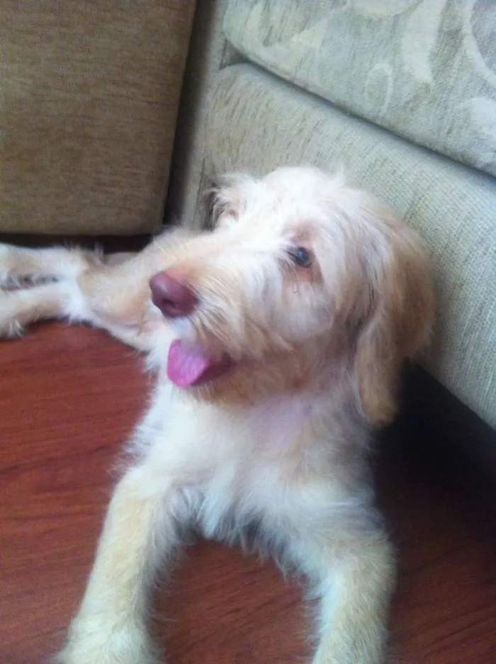 Cachorro ra a Golden com labrador idade 2 a 6 meses nome Johnnie