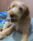 Johnnie