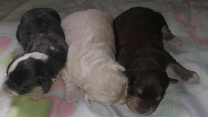 Cachorro ra a  idade Abaixo de 2 meses nome Filhotes