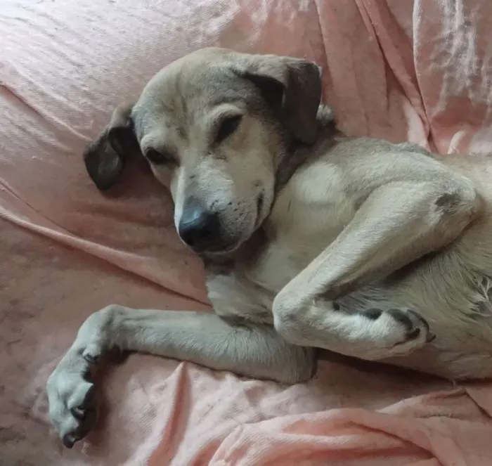 Cachorro ra a VIra Lata idade 5 anos nome Bochecha GRATIFICA