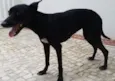 Pituca
