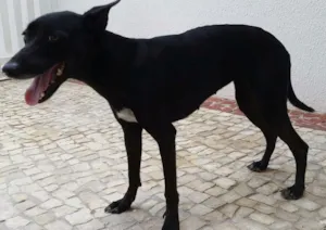 Cachorro raça SRD idade 1 ano nome Pituca