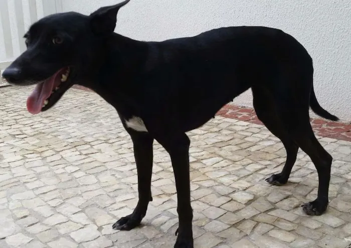 Cachorro ra a SRD idade 1 ano nome Pituca