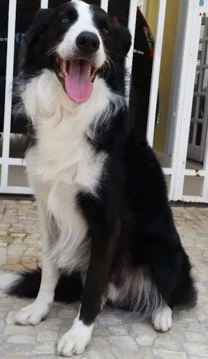 Cachorro raça Border Collie idade 4 anos nome Paco