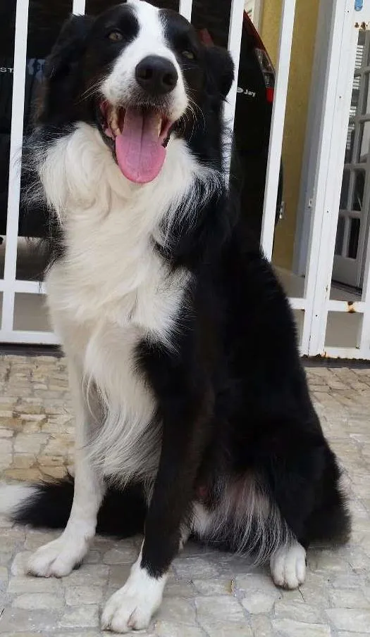 Cachorro ra a Border Collie idade 4 anos nome Paco