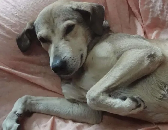 Cachorro ra a VIra Lata idade 5 anos nome Bochecha GRATIFICA