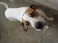 Pérola