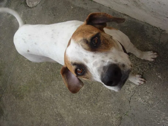 Cachorro ra a mista de dalmata idade 1 ano nome Pérola