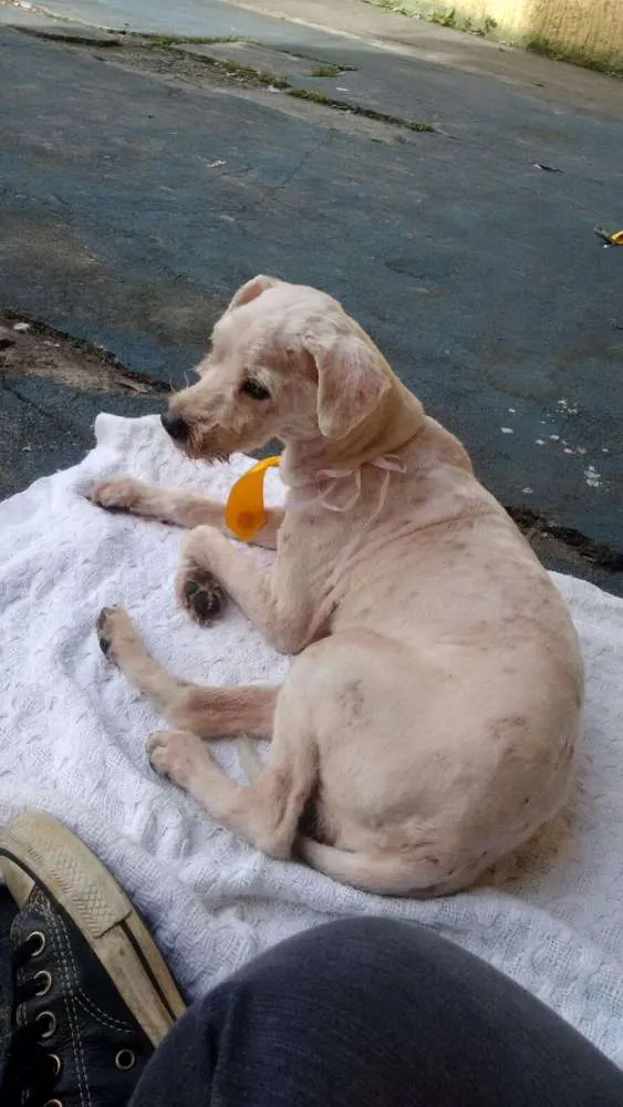 Cachorro ra a Poodle  idade 5 anos nome Sem nome 