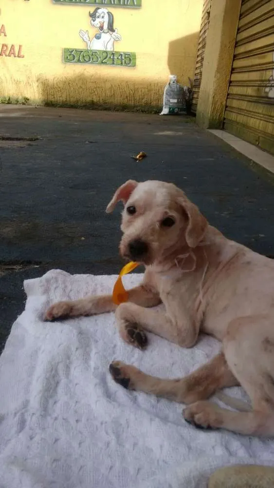 Cachorro ra a Poodle  idade 5 anos nome Sem nome 