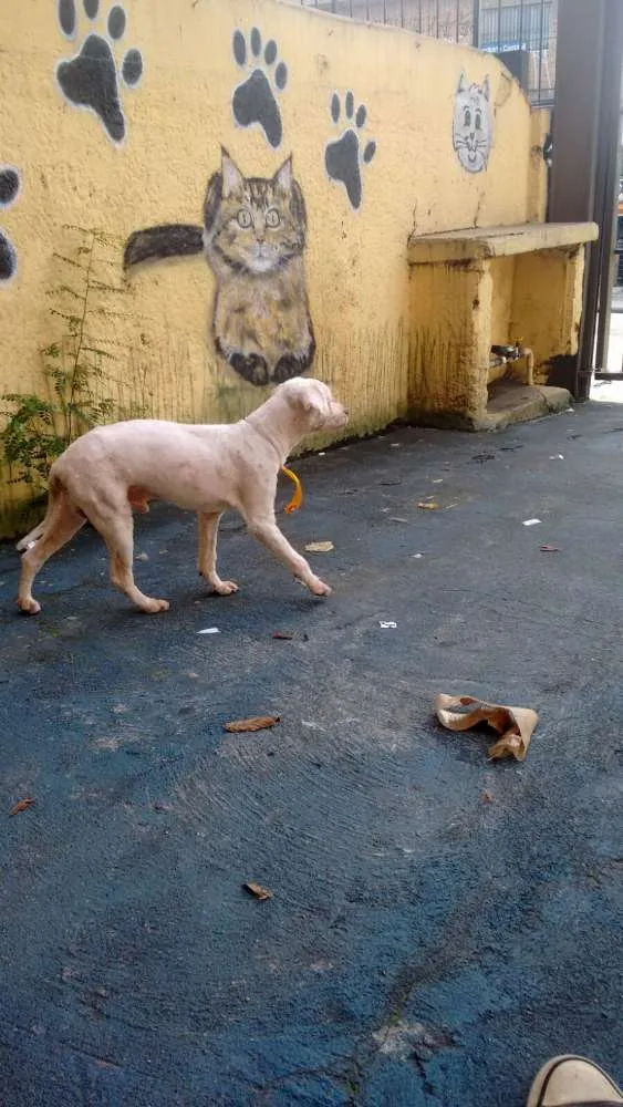 Cachorro ra a Poodle  idade 5 anos nome Sem nome 