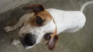 Cachorro raça mista de dalmata idade 1 ano nome Pérola