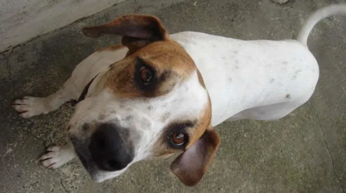 Cachorro ra a mista de dalmata idade 1 ano nome Pérola