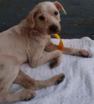 Cachorro raça Poodle  idade 5 anos nome Sem nome 