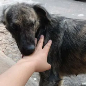 Cachorro raça Sem raça  idade 1 ano nome Perola